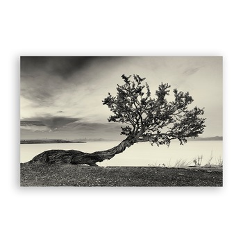 Tablou Canvas - Natura, Copac, Monochrom, 80 x 120 cm Tablou Canvas - Natura, Copac, Monochrom, 80 x 120 cm
