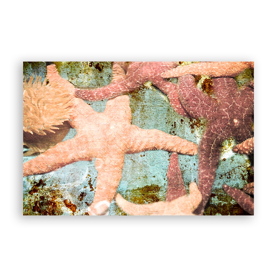 Tablou Canvas -Stea de Mare, Margean, Ocean, 80 x 120 cm