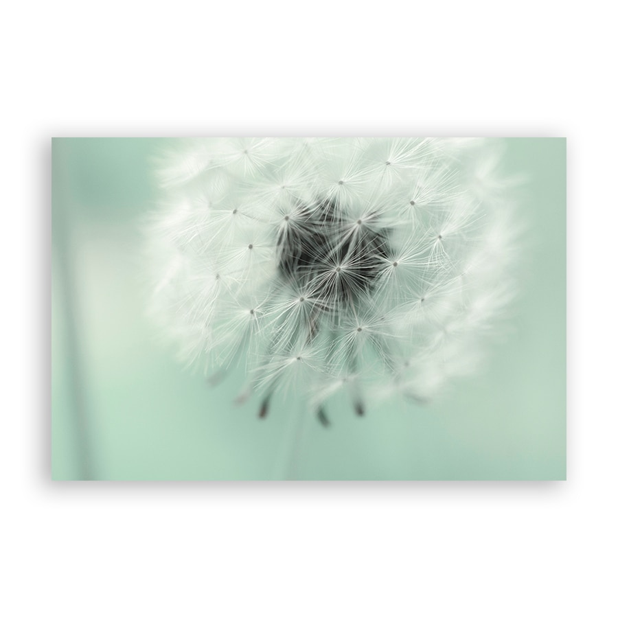 Tablou Canvas - Flori, Papadie, 80 x 120 cm