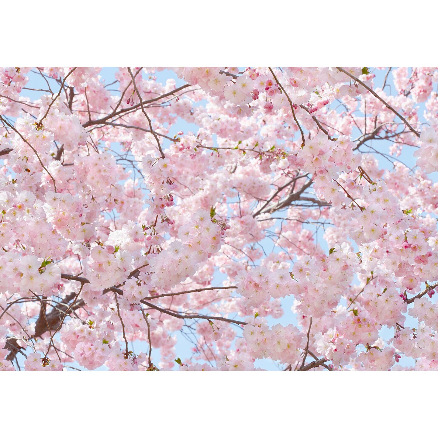Fototapet Pink Blossoms, Wizard & Genius, 366cm x 254cm