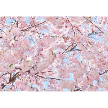 Fototapet Pink Blossoms, Wizard & Genius, 366cm x 254cm Fototapet Pink Blossoms, Wizard & Genius, 366cm x 254cm