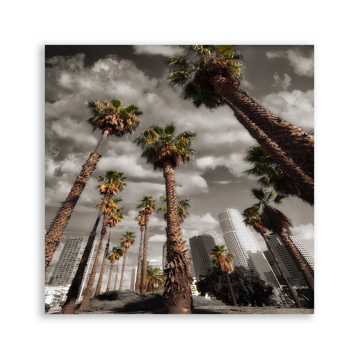 Tablou Canvas - Palmier, Alee, 100 x 100 cm