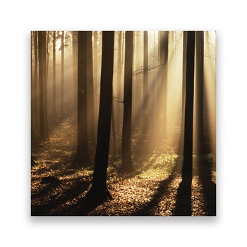 Tablou Canvas - Copaci, Soare, Padure, 100 x 100 cm Tablou Canvas - Copaci, Soare, Padure, 100 x 100 cm