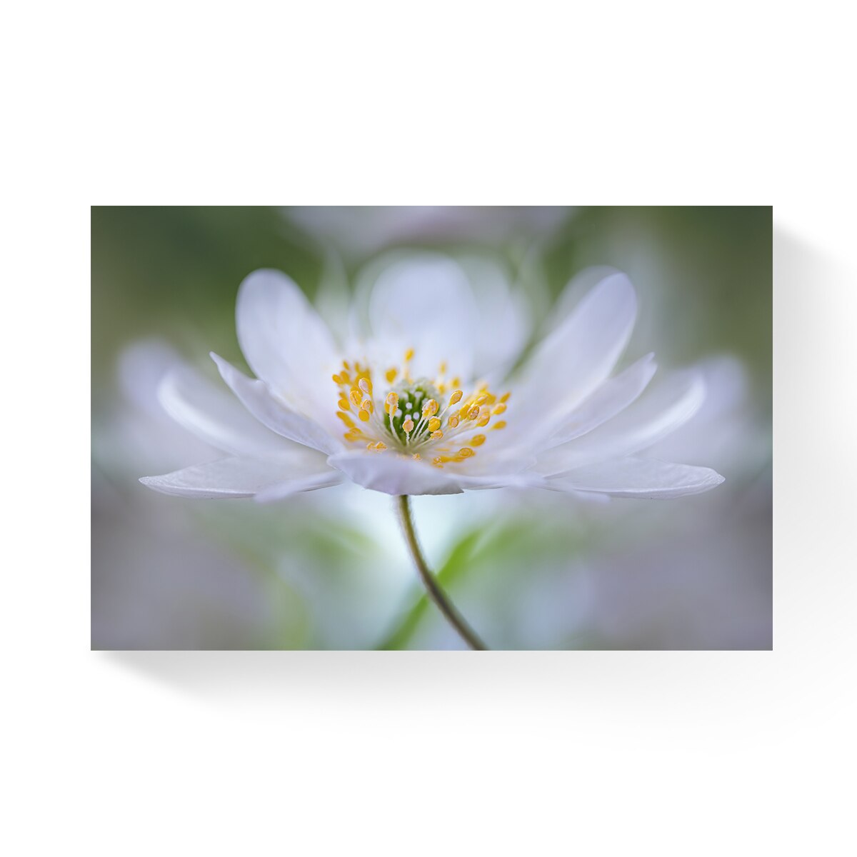 Tablou Canvas - Floare, Flori, Botanica, Macro, 80 x 120 cm