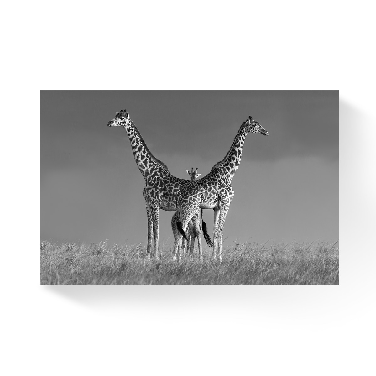 Tablou Canvas - Girafa, Africa, Animale, Alb/Negru, 80 x 120 cm