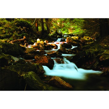 Fototapet Rau in padure, 180x120 cm Fototapet Rau in padure, 180x120 cm