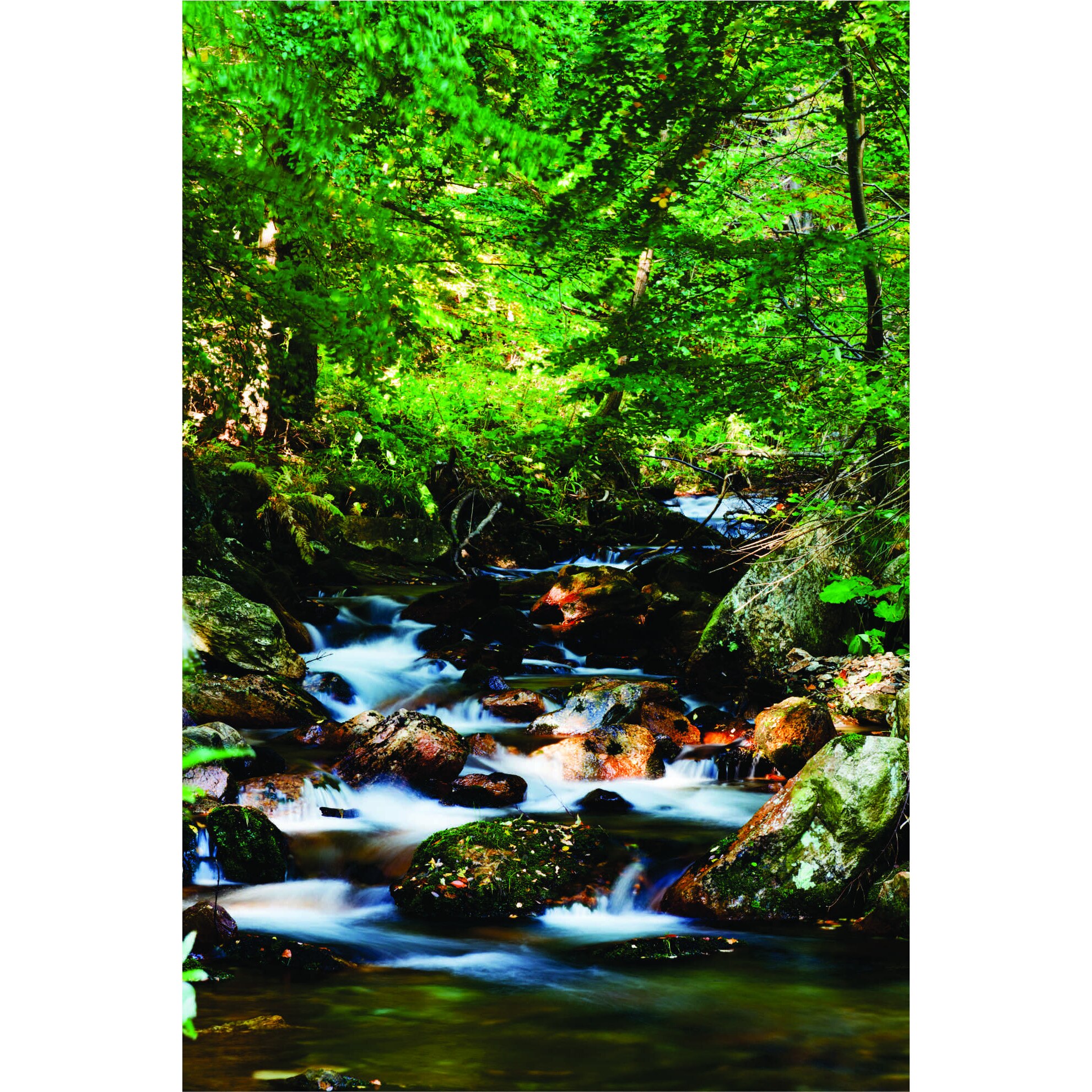 Fototapet padure, 115x172 cm