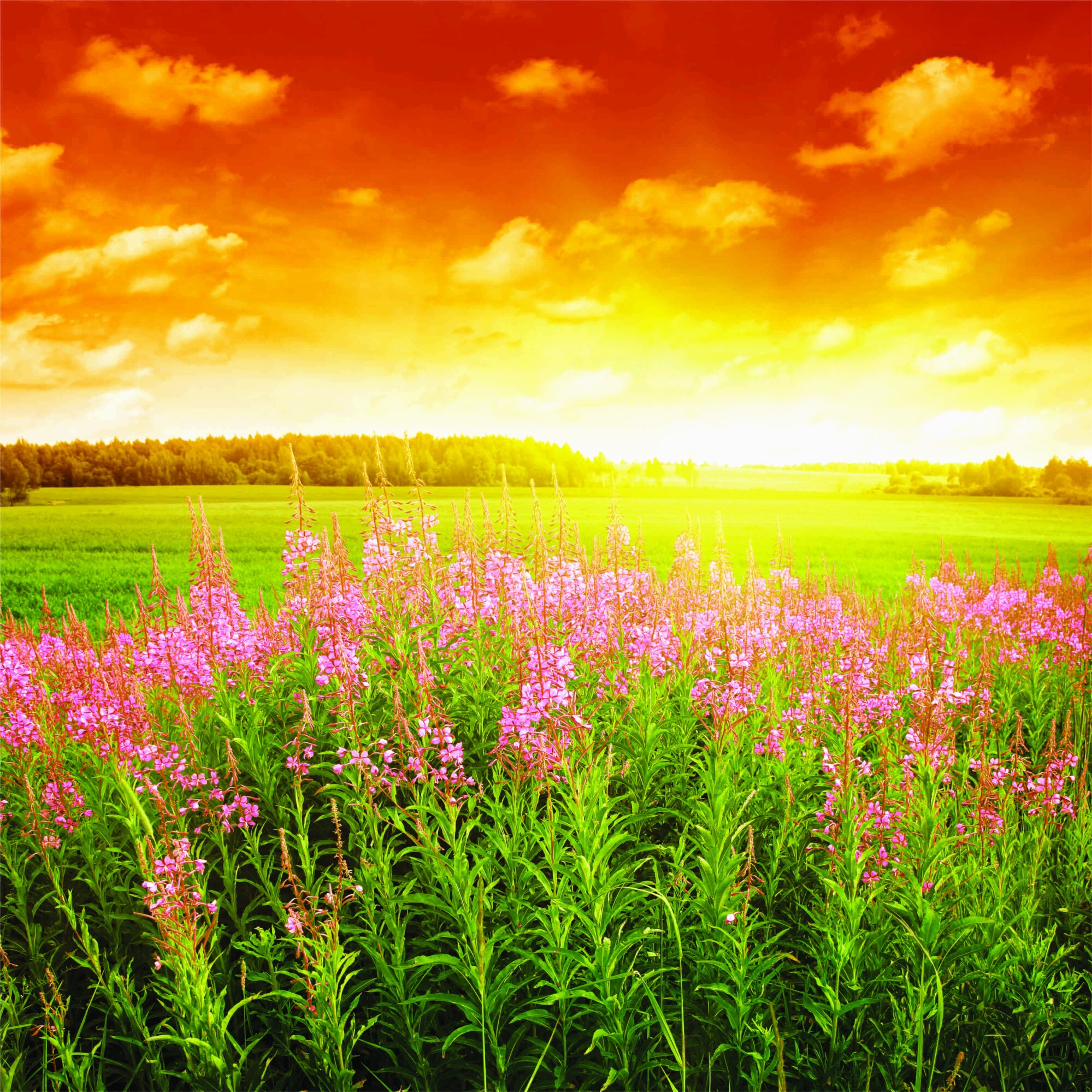 Fototapet Vara, 160 x160 cm