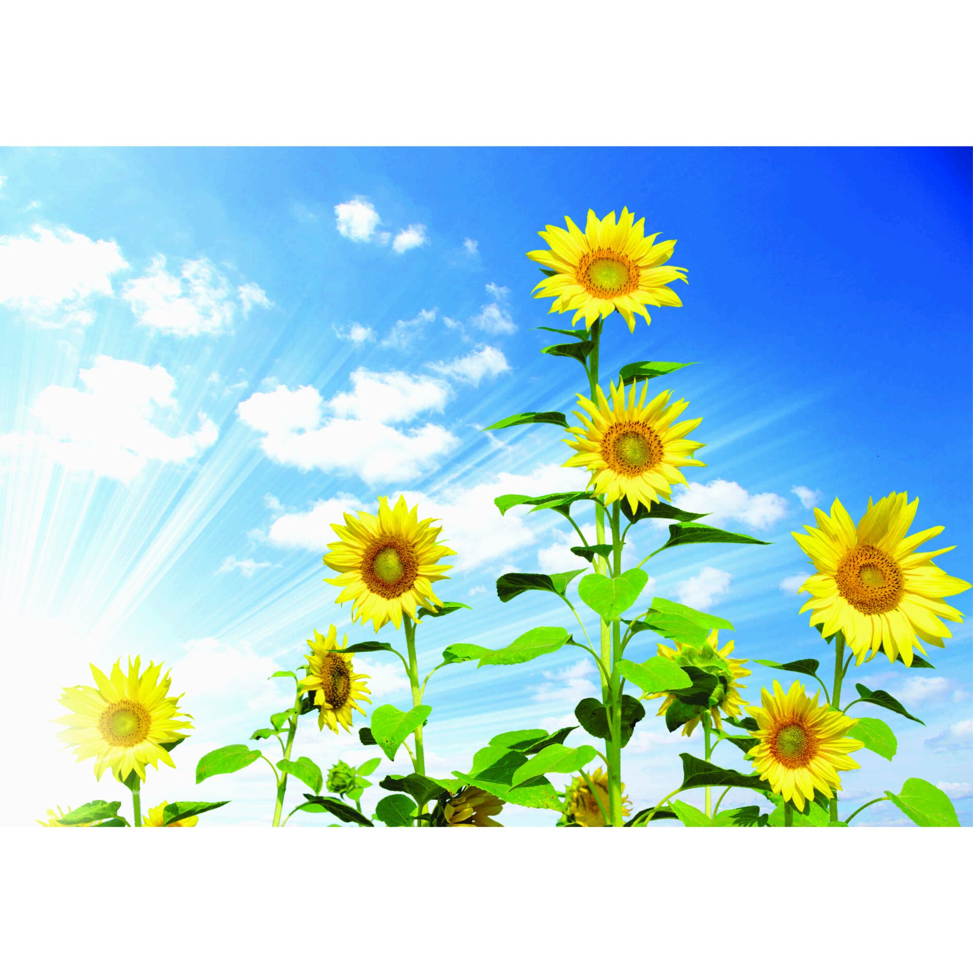 Fototapet Floarea soarelui, 180x126 cm