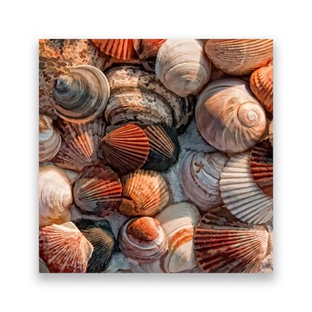 Tablou Canvas - Scoici, Variate, 100 x 100 cm Tablou Canvas - Scoici, Variate, 100 x 100 cm