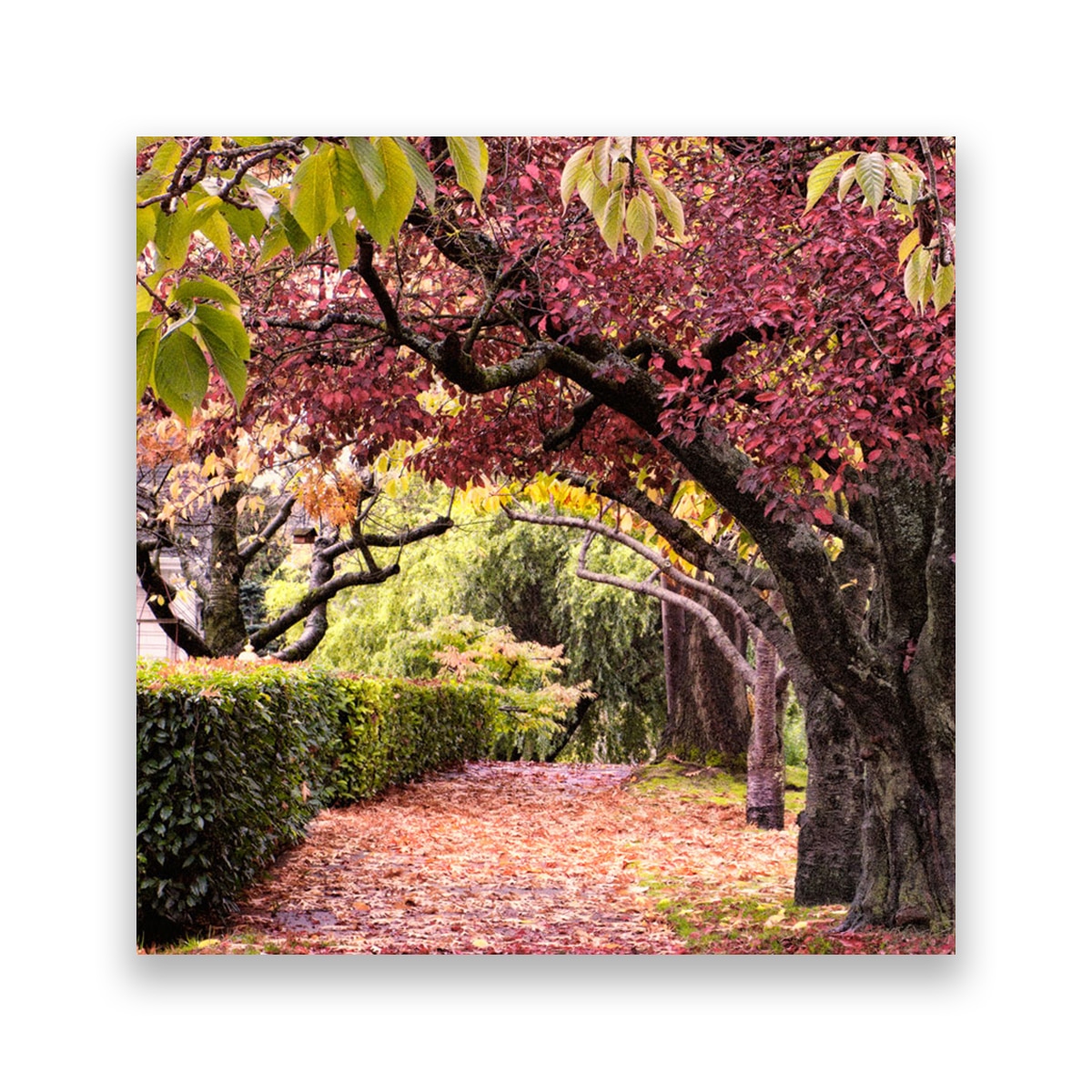 Tablou Canvas - Alee, Frunze, Copaci, 80 x 80 cm