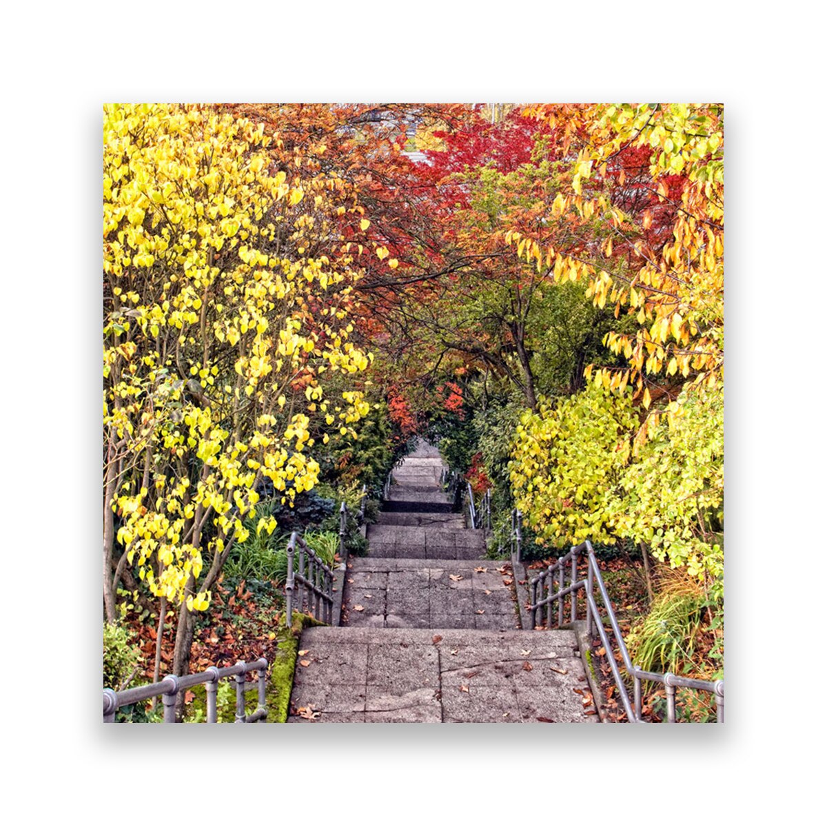 Tablou Canvas - Scari, Copaci, Frunze, 100 x 100 cm