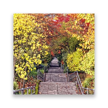 Tablou Canvas - Scari, Copaci, Frunze, 100 x 100 cm Tablou Canvas - Scari, Copaci, Frunze, 100 x 100 cm