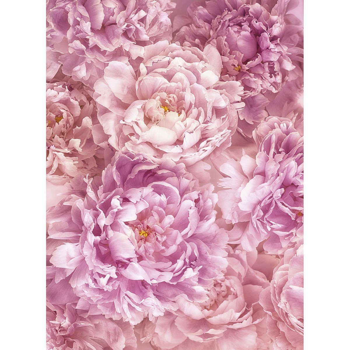 Fototapet floral Soave Komar XXL2-009 Mov/Roz 184 X 248cm