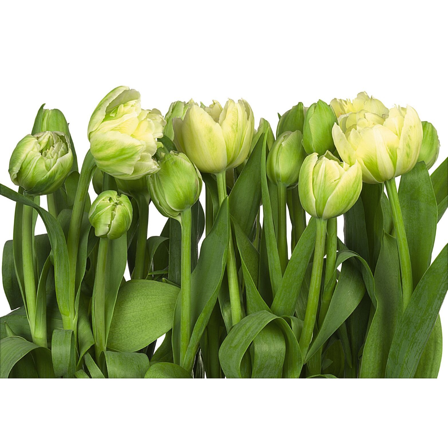 Fototapet floral Tulips Komar 8-900 Verde/Galben 368 X 254cm