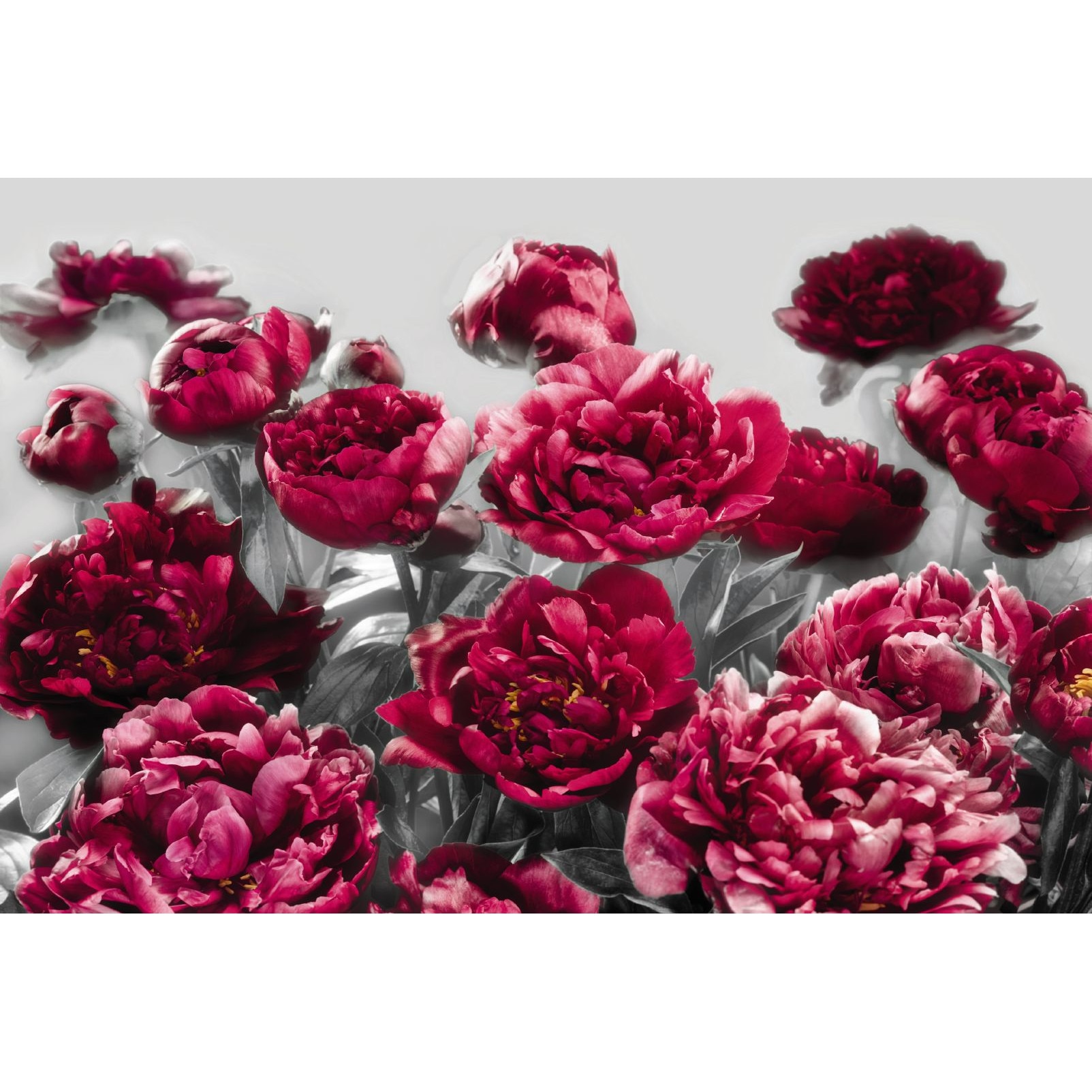 Fototapet floral Temptation Komar XXL4-002 Mov/Roz 368 X 248cm ( LxI )