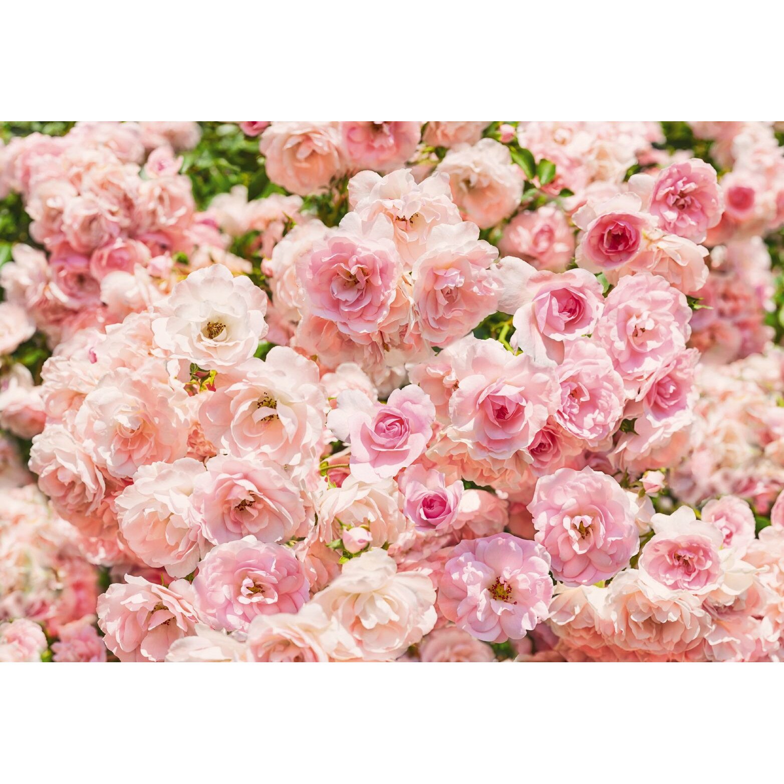 Fototapet floral Komar 8-937 Roz 368 X 254cm ( LxI )