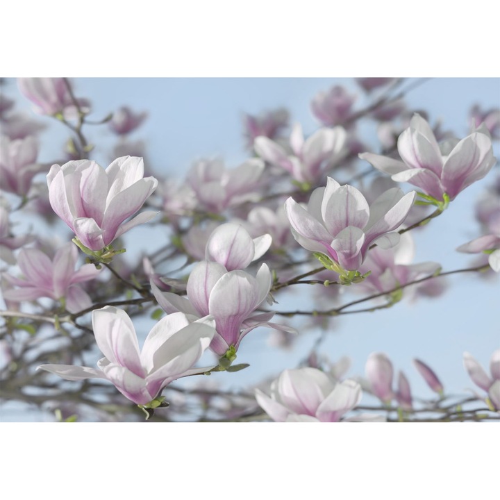 Fototapet floral Magnolia Komar 8-738 Mov/Albastru 368 X 254cm ( LxI )