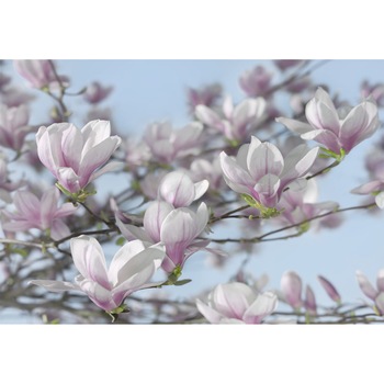 Fototapet floral Magnolia Komar 8-738 Mov/Albastru 368 X 254cm ( LxI ) Fototapet floral Magnolia Komar 8-738 Mov/Albastru 368 X 254cm ( LxI )