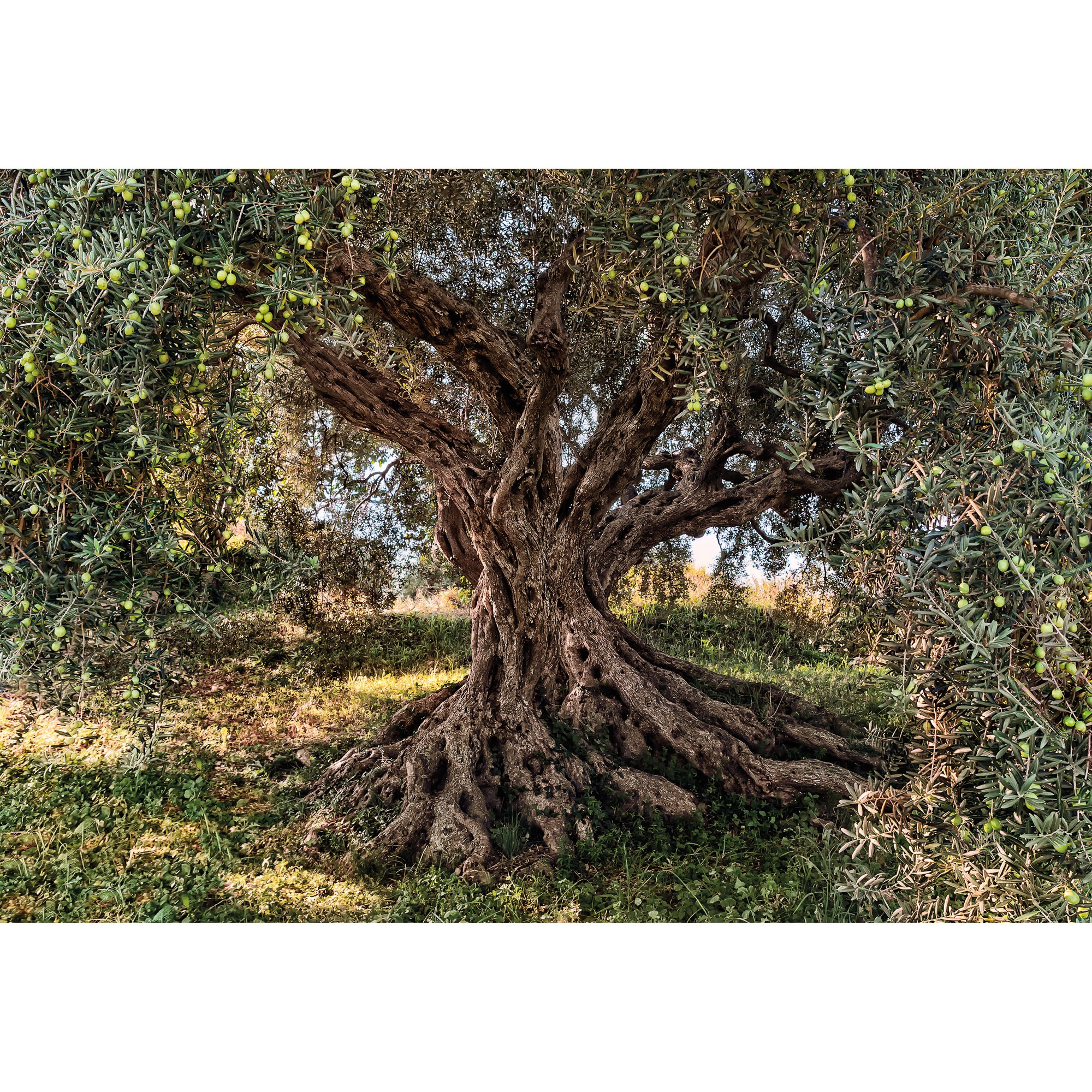 Fototapet peisagistic Copac Komar 8-531 Verde/Maro 368 X 254cm ( LxI )