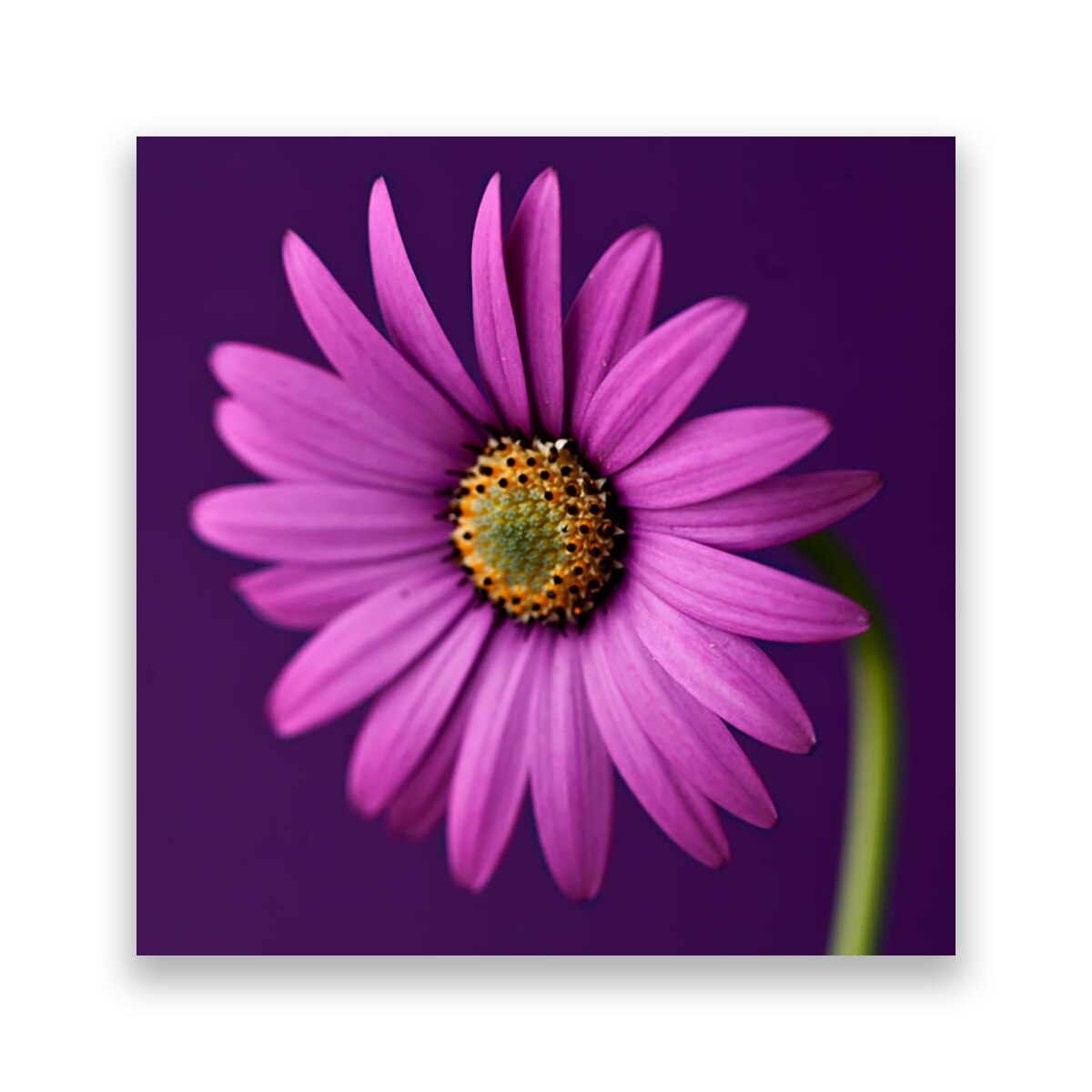 Tablou Canvas - Gerbera, Mov, 100 x 100 cm