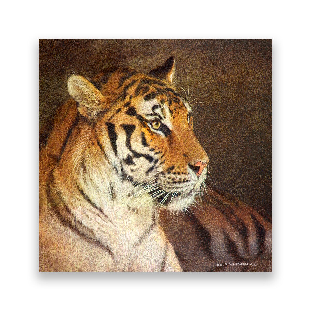 Tablou Canvas - Tigru, Animale, 100 x 100 cm
