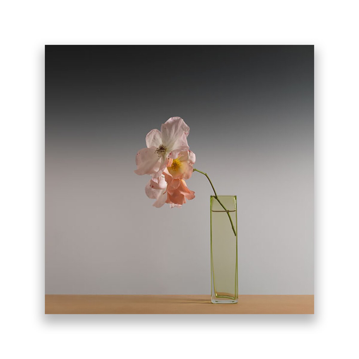 Tablou Canvas - Orhidee, Alb, Vaza, 100 x 100 cm