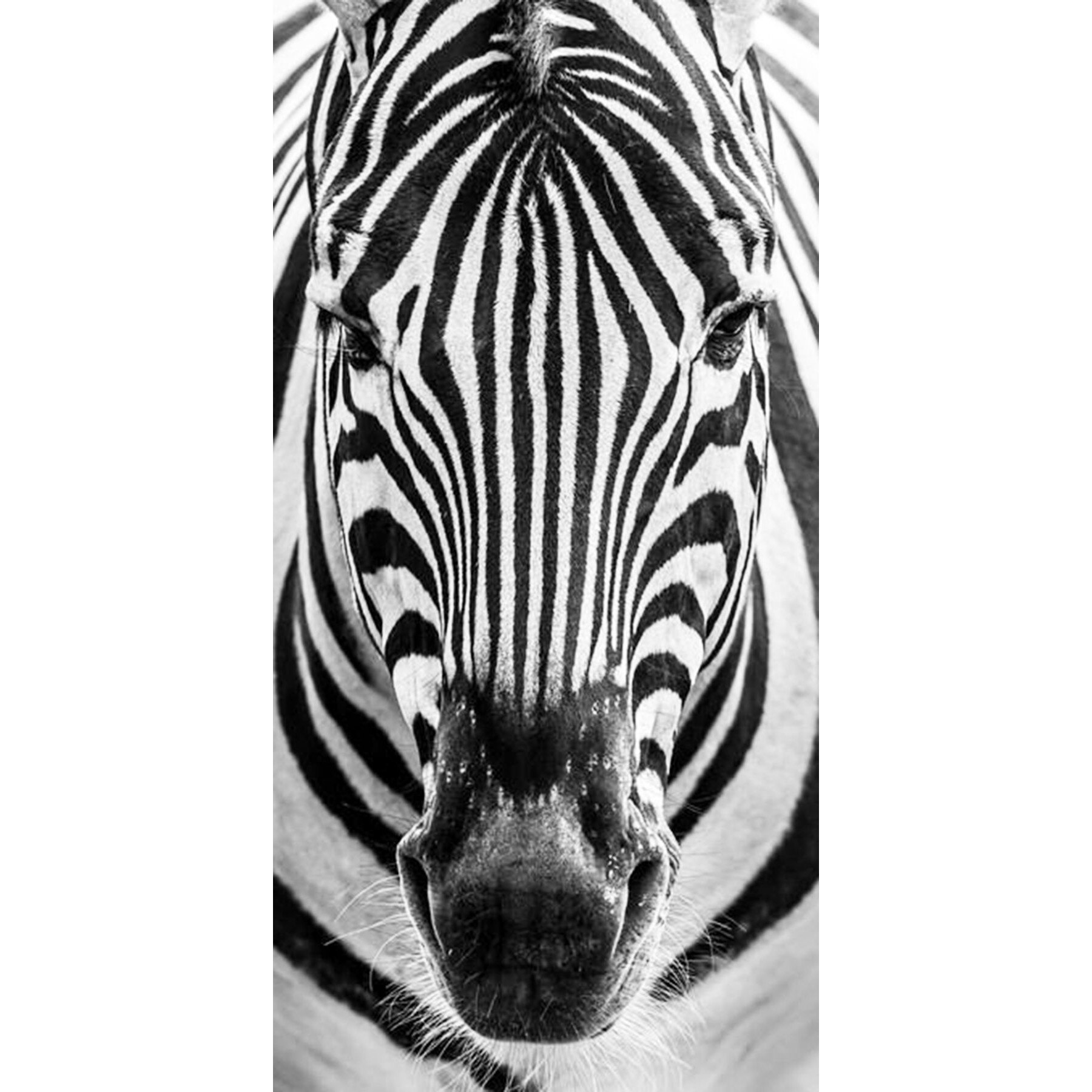 Tablou Startonight pe sticla acrilica Zebra, luminos in intuneric, 90 cm x 30 cm