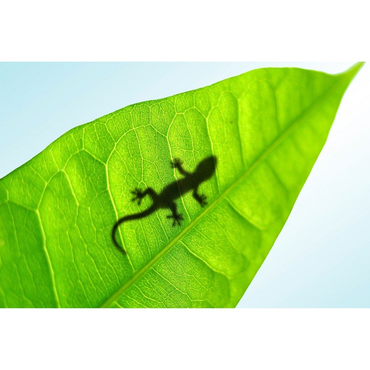 Tablou Startonight pe sticla acrilica Soparla Verde, luminos in intuneric, 60 cm x 90 cm