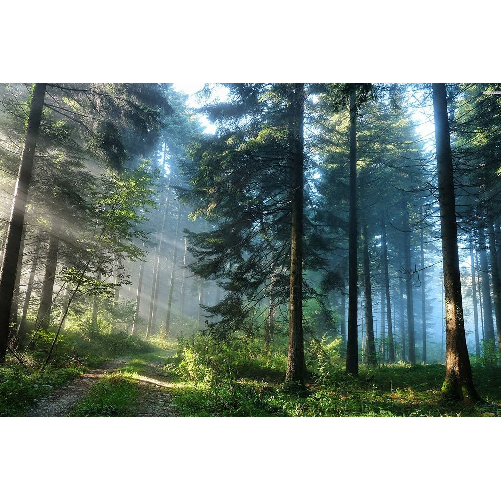 Tablou Startonight pe sticla acrilica Padure de Brazi, luminos in intuneric, 90 cm x 60 cm