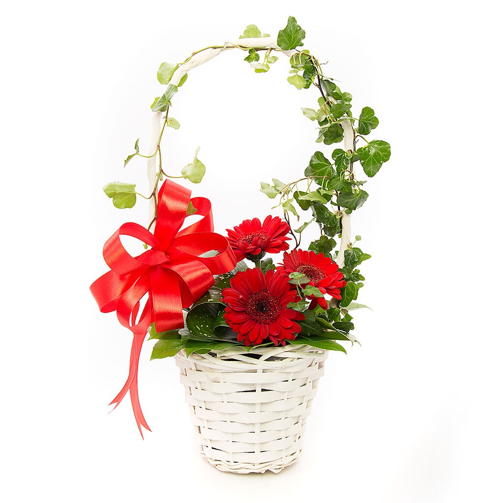 Cos 3 gerbera si iedera