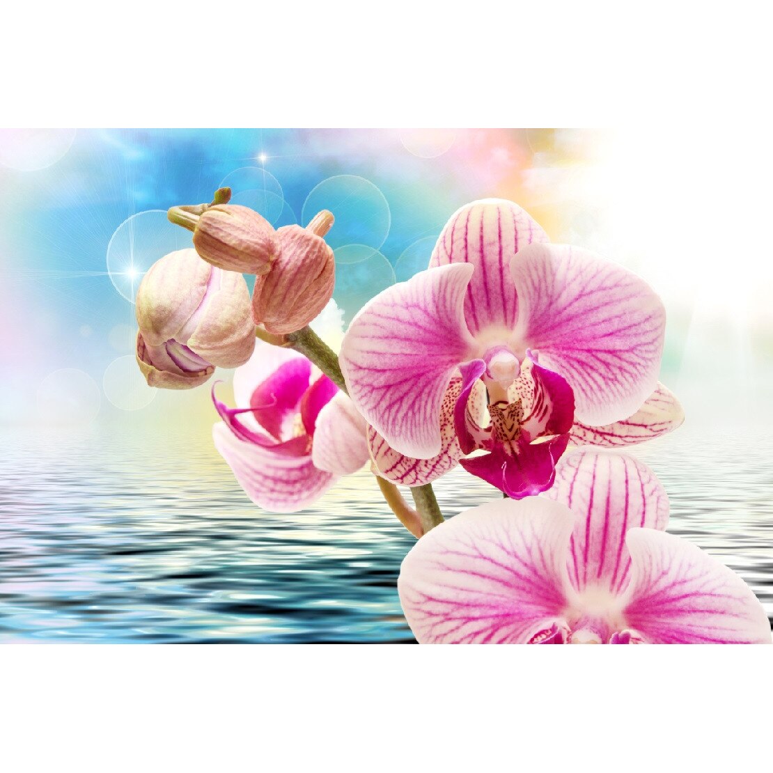 Tablou canvas Orhidee roz pe apa (105 x 70 cm)