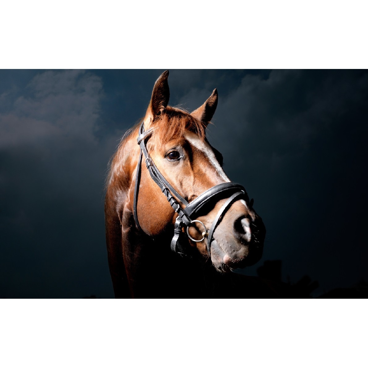 Tablou canvas Cai 20 (45 x 30 cm)