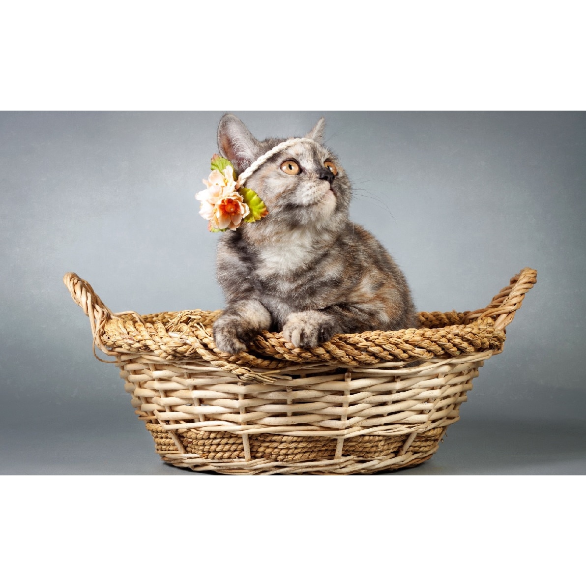 Tablou canvas Pisica 1 (75 x 50 cm)