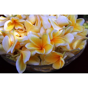 Tablou canvas Plumeria 2 (105 x 70 cm) Tablou canvas Plumeria 2 (105 x 70 cm)