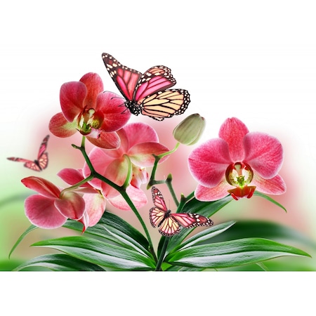 Tablou Canvas Fluturi Si Orhidee Roz 60 X 40 Cm Emag Ro