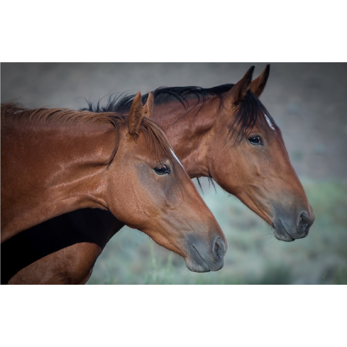 Tablou canvas Cai 21 (105 x 70 cm)