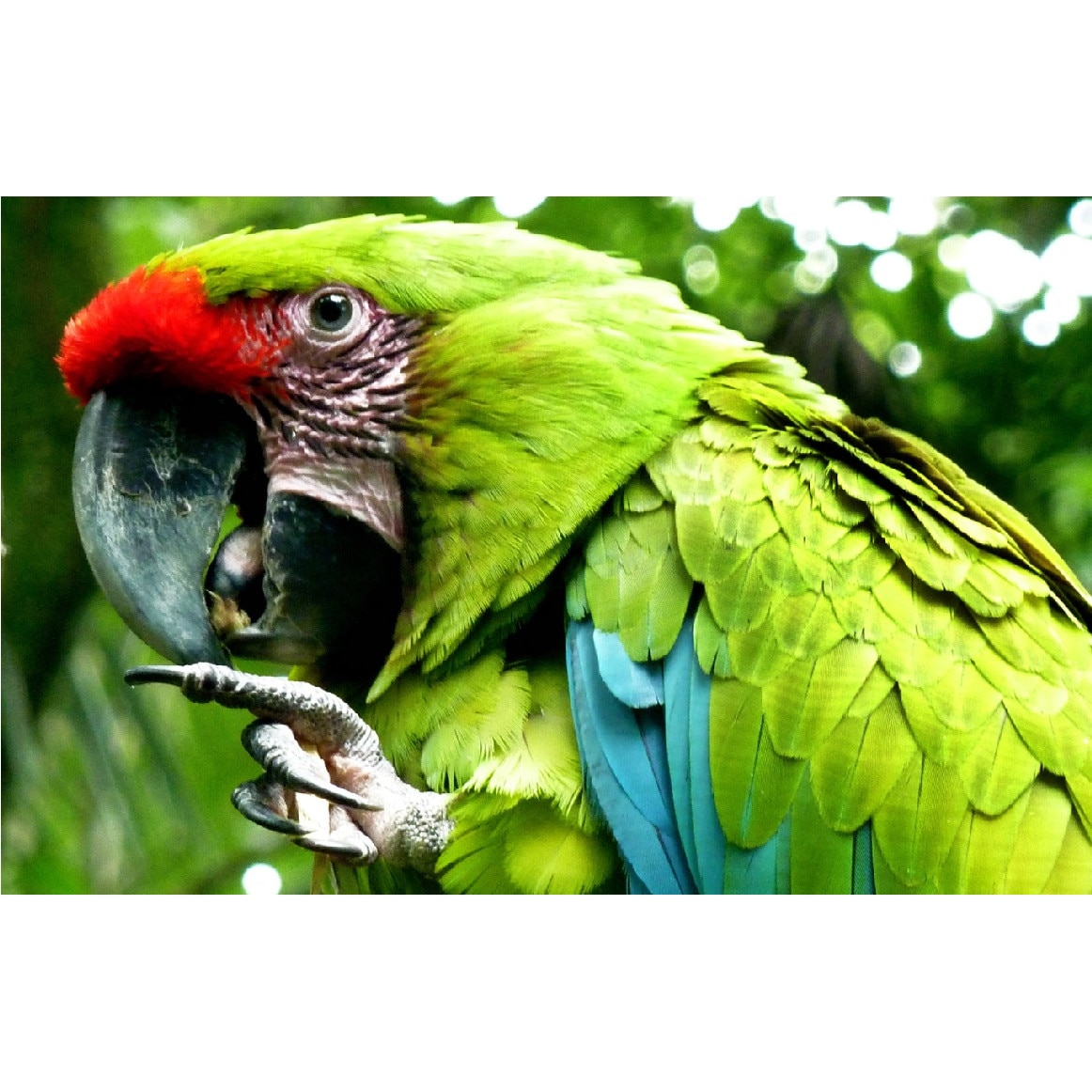 Tablou canvas Pasari 4 (90 x 60 cm)