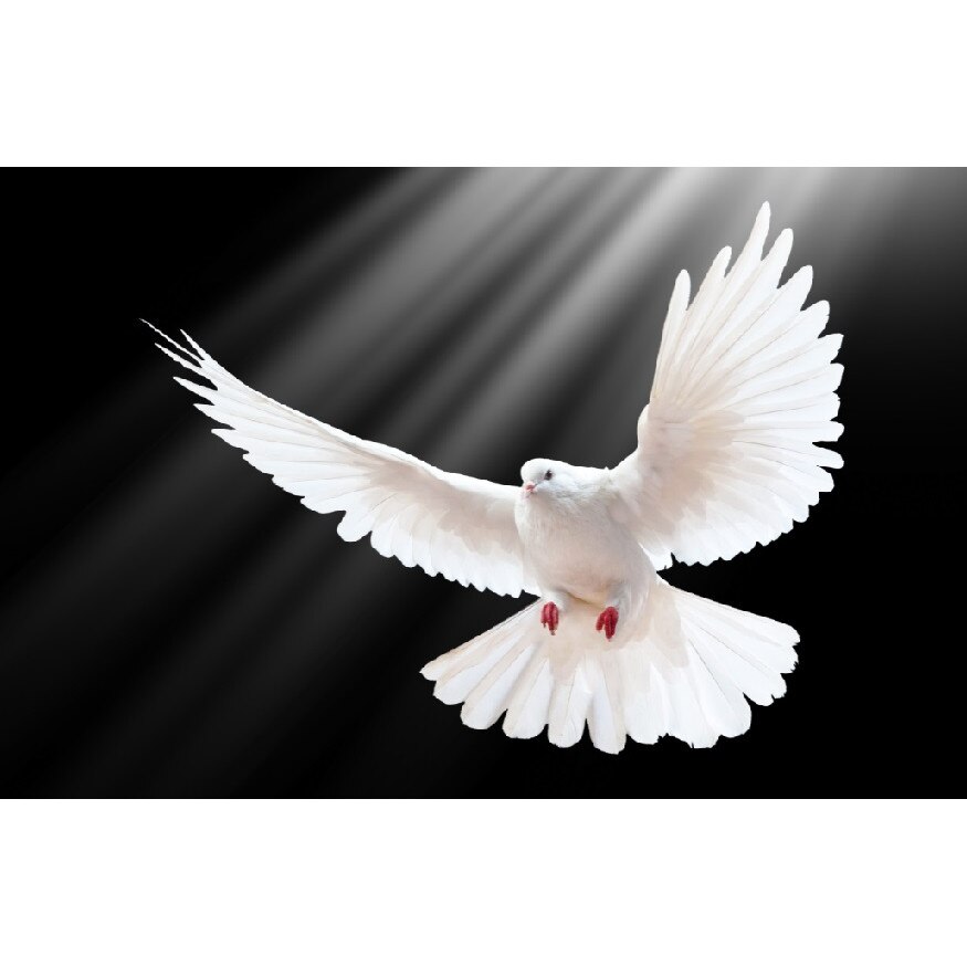 Tablou canvas Zbor alb (75 x 50 cm)