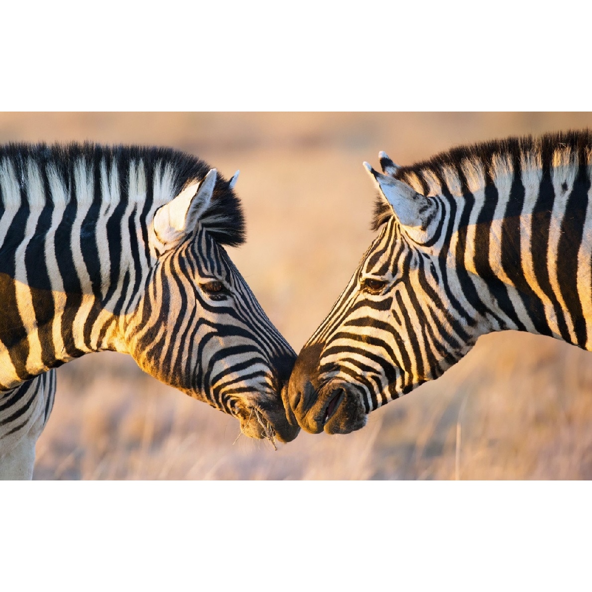 Tablou canvas Zebre (90 x 60 cm)