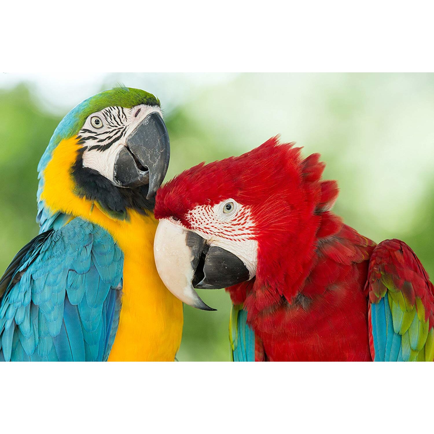 Tablou canvas Pasari 6 (60 x 40 cm)