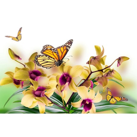 Tablou Canvas Fluturi Si Orhidee Galbene 75 X 50 Cm Emag Ro