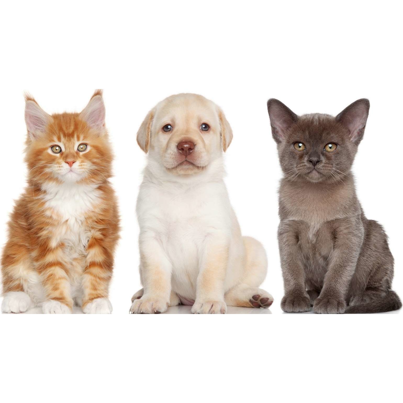 Tablou canvas Prietenii (105 x 70 cm)