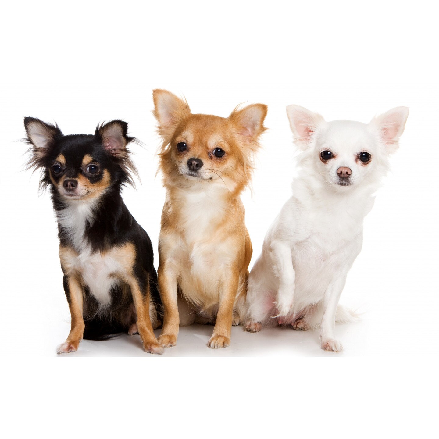 Tablou canvas Prietenii 2 (90 x 60 cm)