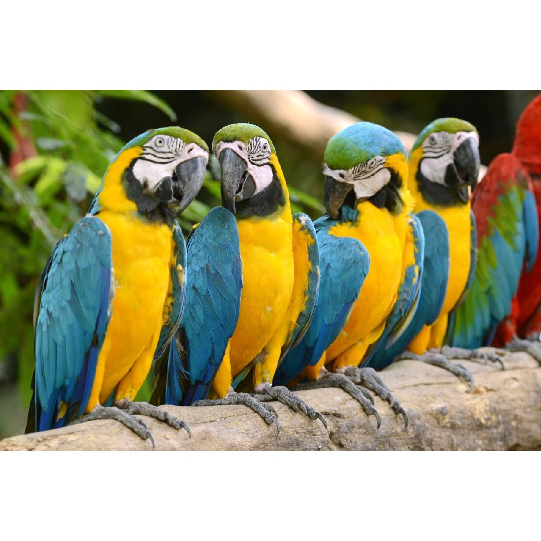 Tablou canvas Pasari 7 (45 x 30 cm)