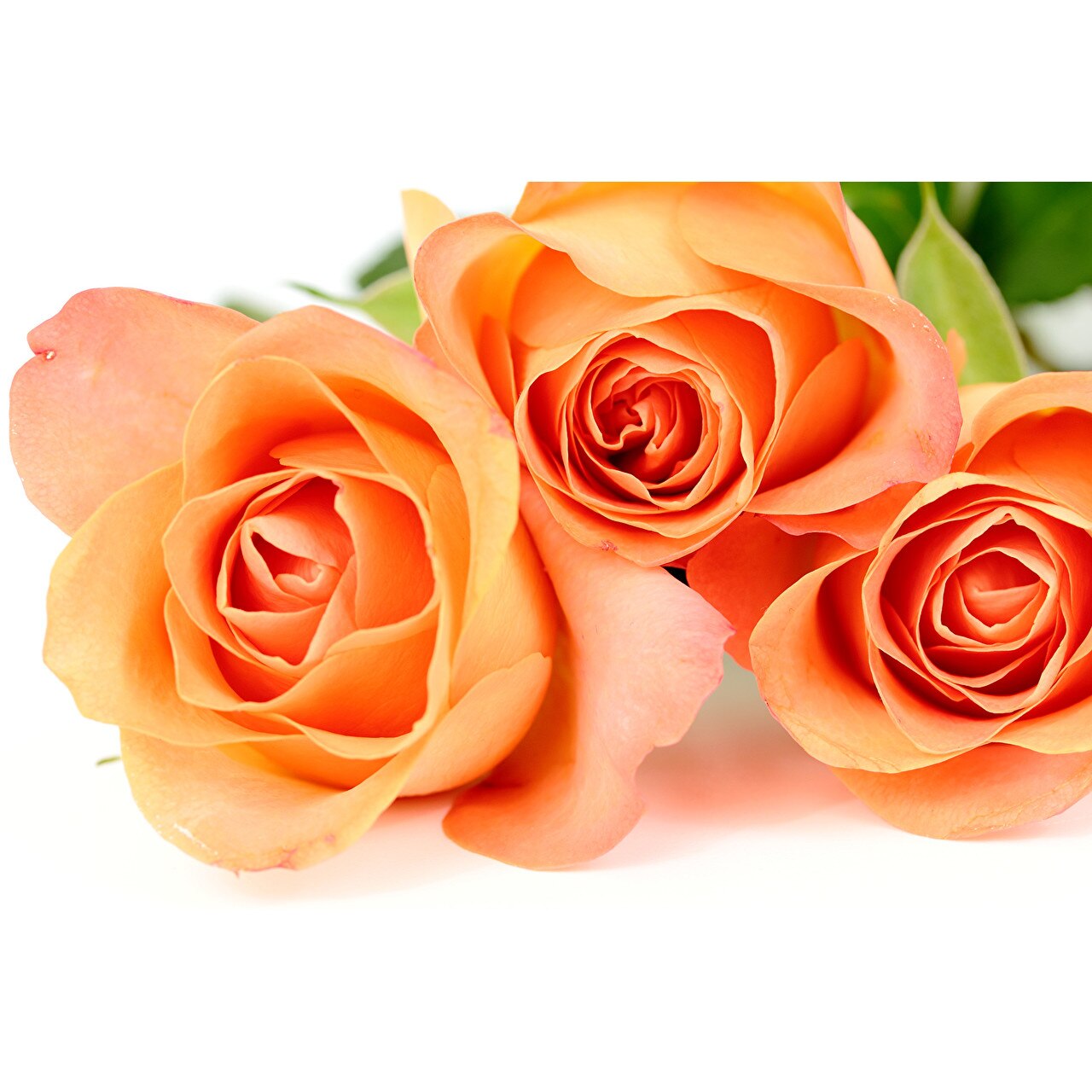 Tablou canvas Trandafiri portocalii 2 (90 x 60 cm)