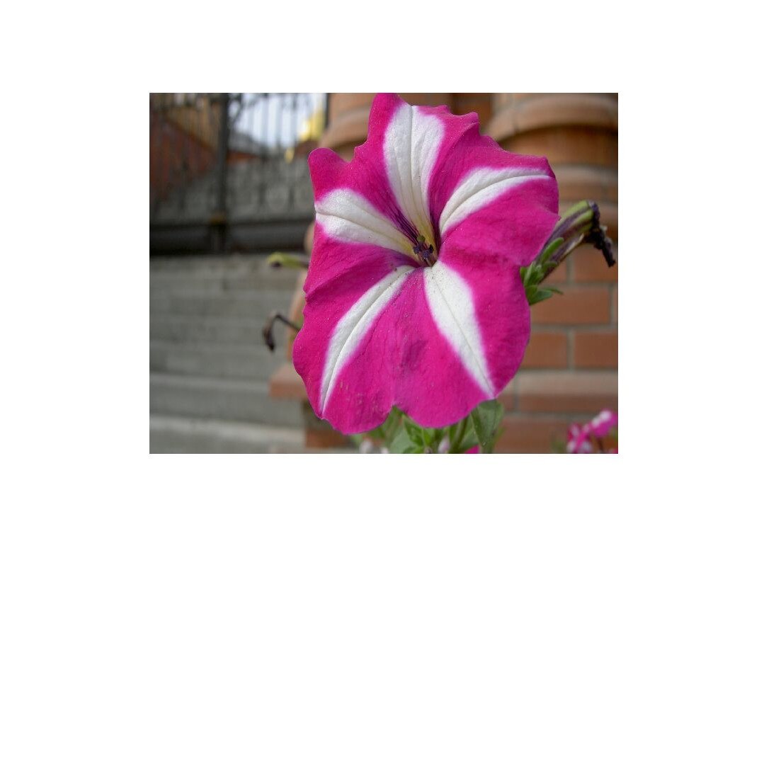 Tablou Canvas Flori, Dimensiunea 60x40 ART581