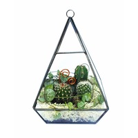 terariu piramida cu cactusi si planta suculenta splendor negru 14x20 cm imagen 18_0_
0
