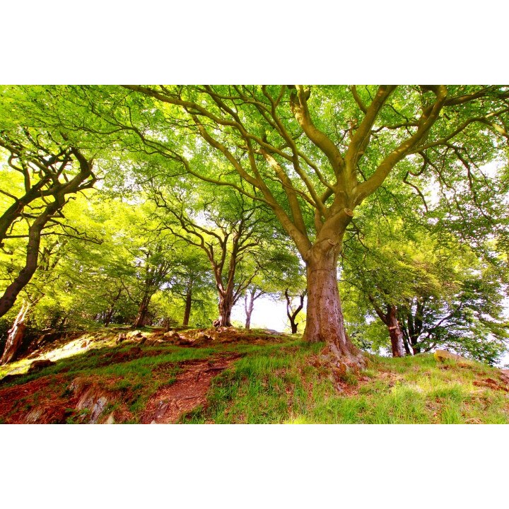 Fototapet autoadeziv PVC 180x240 cm Peisaj 113