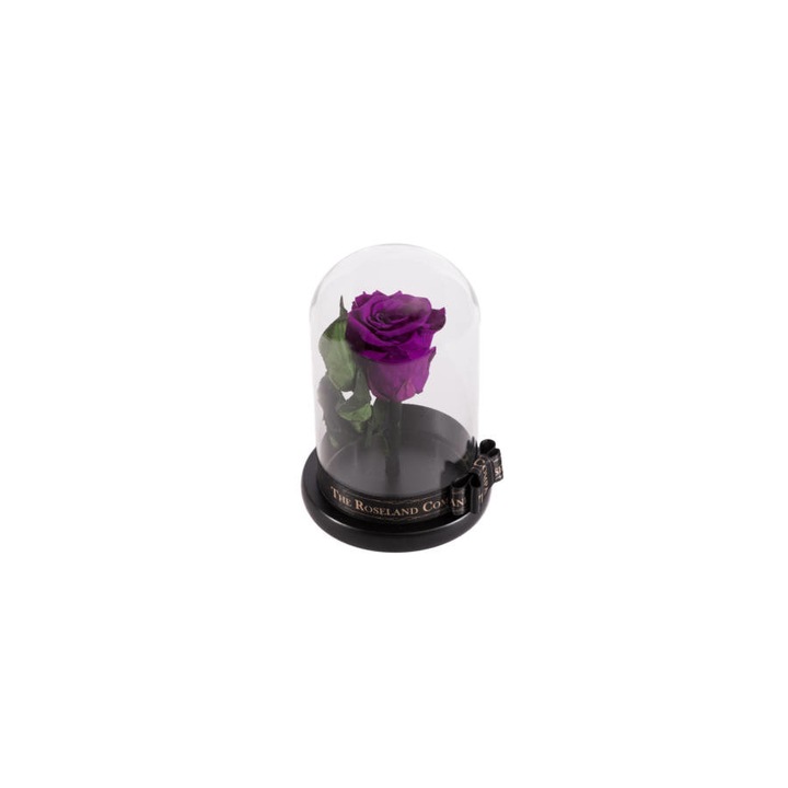 Trandafir perpetuu inchis intr-o umbra, violet, 18 cm
